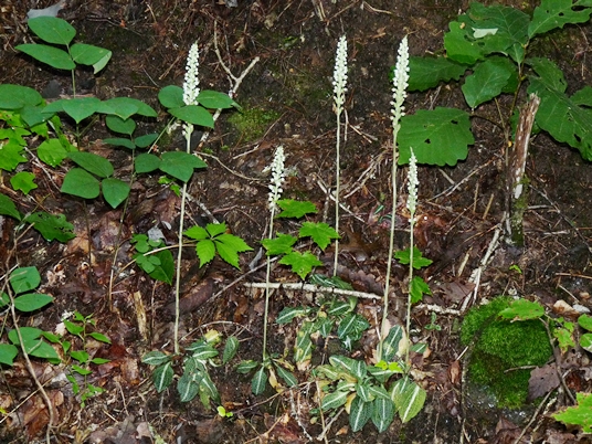 {Goodyera pubescens}